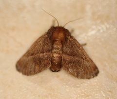 Anaxidia lozogramma