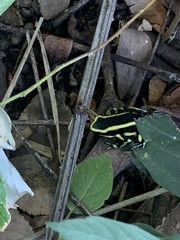 Dendrobates truncatus
