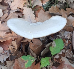 Clitocybe nebularis