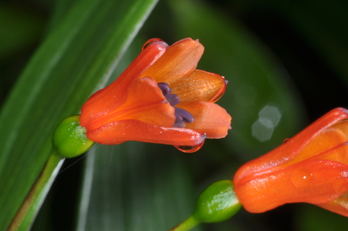 Bomarea distichifolia (Bomarea distichifolia)