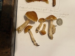 Cortinarius causticus