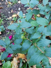 Magnoliopsida