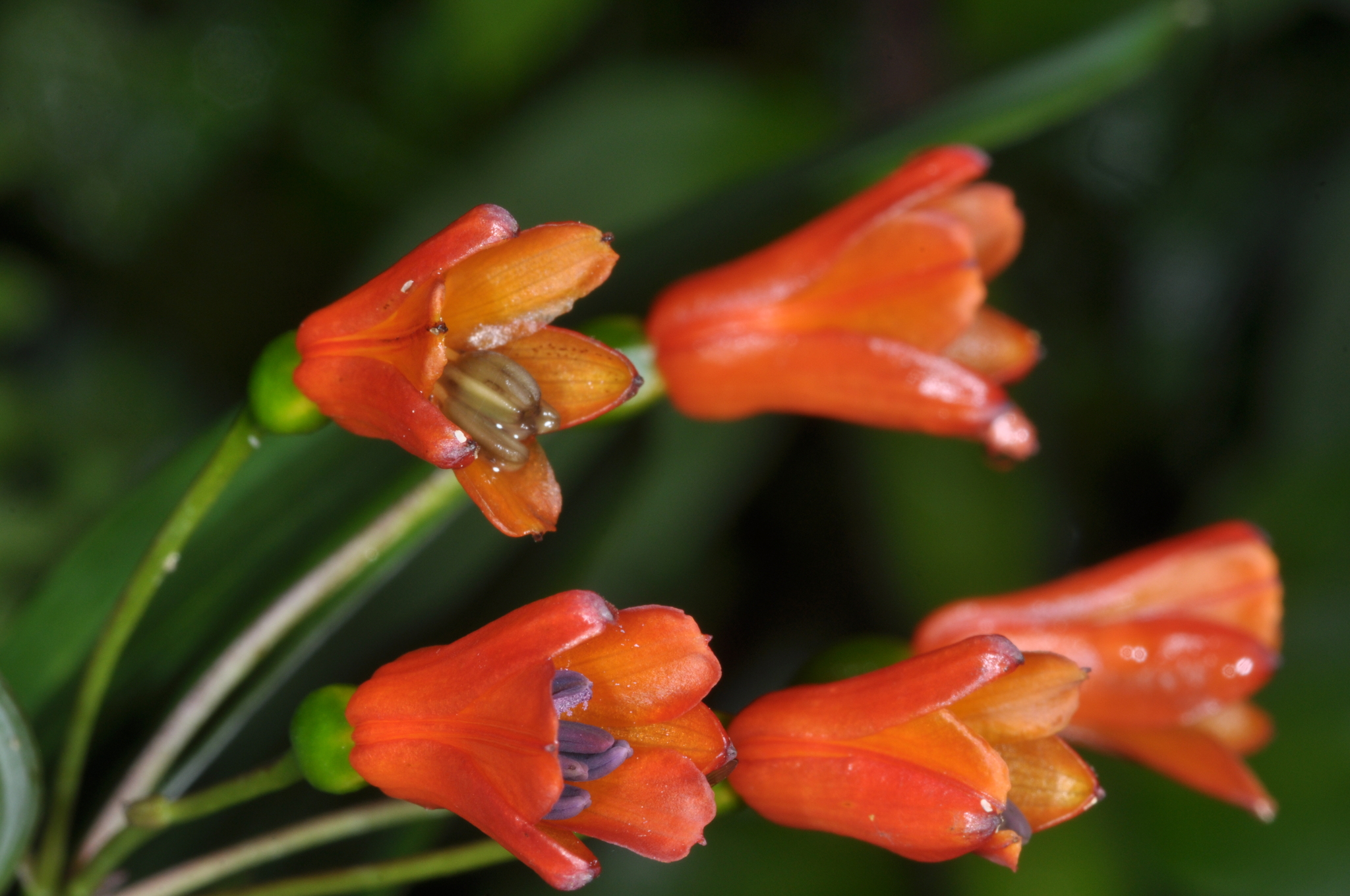 Bomarea distichifolia image