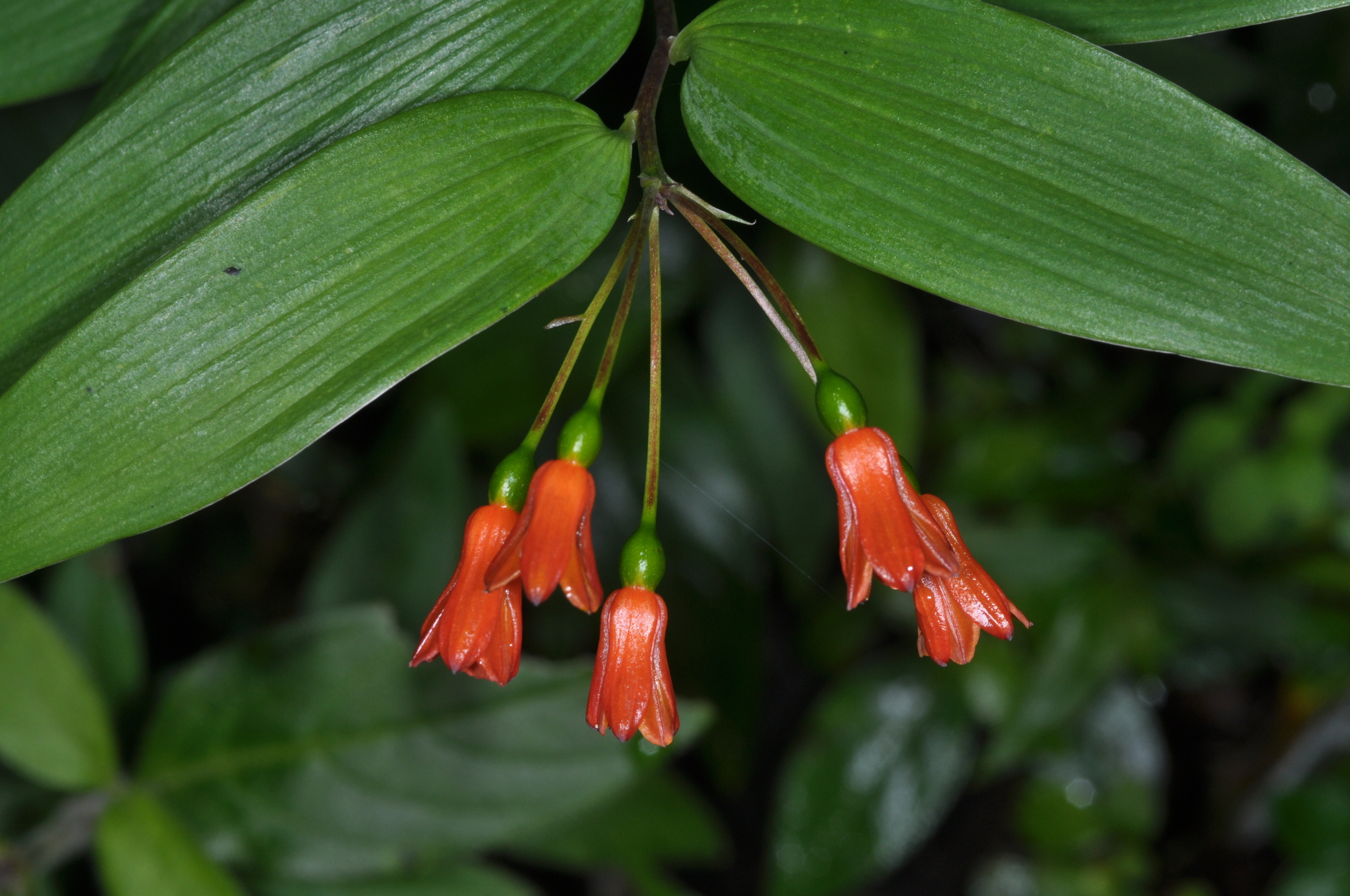 Bomarea distichifolia image