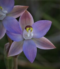 Thelymitra