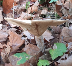 Clitocybe nebularis