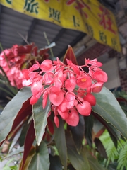 Begonia coccinea