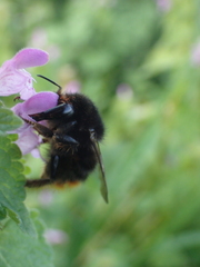 Bombus ruderarius