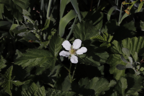 Image of Rubus titanus by (c) Tony Rebelo, some rights reserved (CC BY-SA)