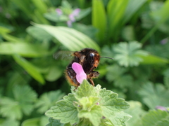Bombus ruderarius