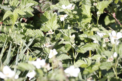 Image of Rubus titanus by (c) Tony Rebelo, some rights reserved (CC BY-SA)