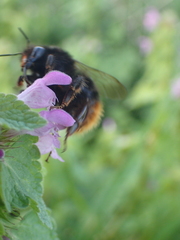 Bombus ruderarius