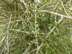 Coprosma obconica