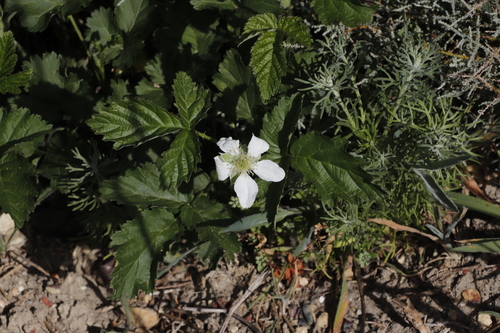 Mammoth Blackberry (Rubus titanus)
