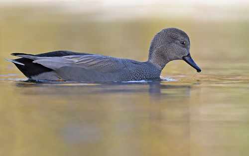 Ánade friso (Mareca strepera)