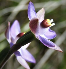 Thelymitra