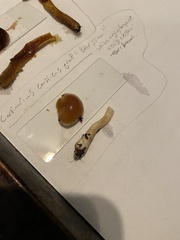 Cortinarius causticus