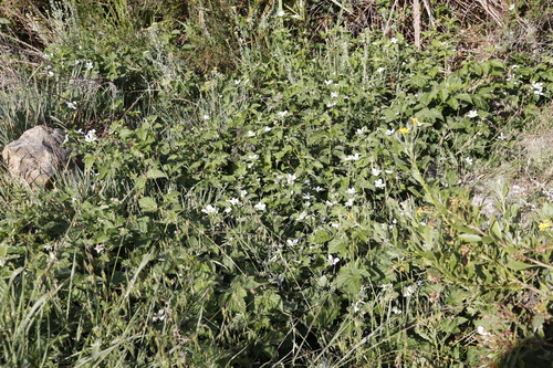 Image of Rubus titanus by (c) Tony Rebelo, some rights reserved (CC BY-SA)