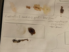 Cortinarius causticus