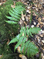 Dryopteris clintoniana