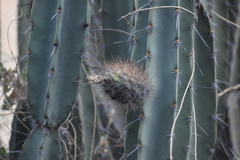 Armatocereus matucanensis