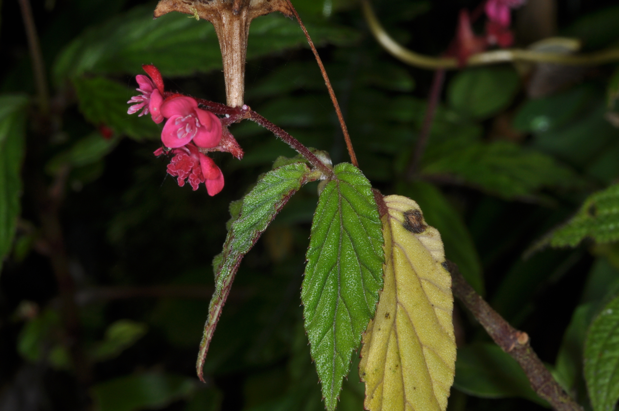 Begonia image