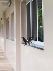 Pteroglossus castanotis