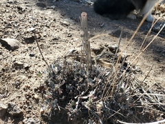 Eriogonum ovalifolium