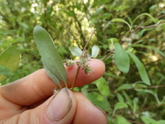 Olearia hectorii