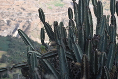 Armatocereus matucanensis