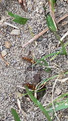 Formicinae