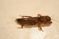 Gryllotalpa australis