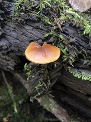 Galerina marginata