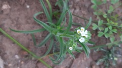 Cryptantha
