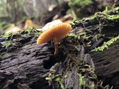 Galerina marginata