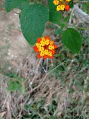 Lantana horrida