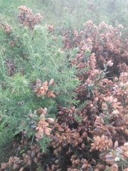 Ulex europaeus