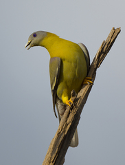 Treron phoenicopterus