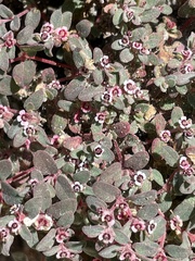 Euphorbia melanadenia