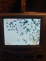 Cortinarius causticus