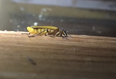 Chauliognathus cinguliventris