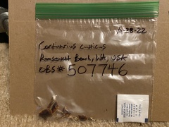 Cortinarius causticus