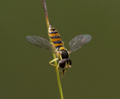 Sphaerophoria macrogaster