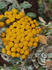 Helichrysum dasyanthum