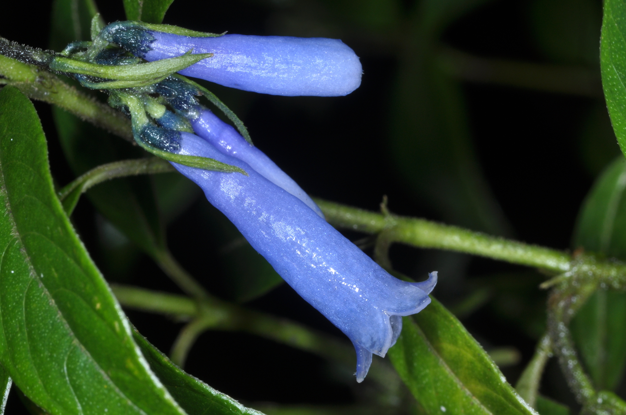 Palicourea lobbii image