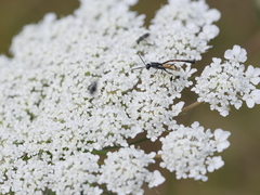 Gasteruption jaculator