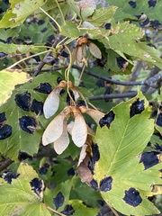 Acer