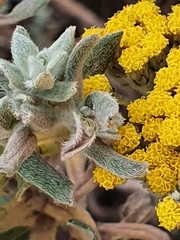 Helichrysum dasyanthum