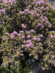 Melaleuca squamea
