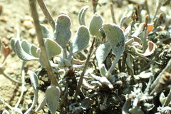 Eriogonum ovalifolium